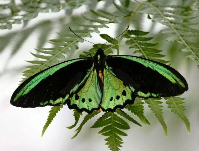 Птицекрылка королевы александры бабочка фото GOD'S BEAUTY IN CREATION...THE BUTTERFLY Photo by LivingForHisGlory Photobucket 