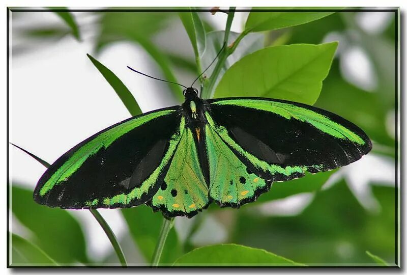 Птицекрылка королевы александры фото Ornithoptera priamus (Priam's...: Photo by Photographer Bill Garber Butterfly sp