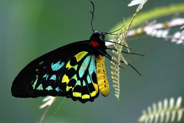 Птицекрылка королевы александры фото Fascinating and Unique Butterflies Beautiful butterflies, Animals, Butterfly