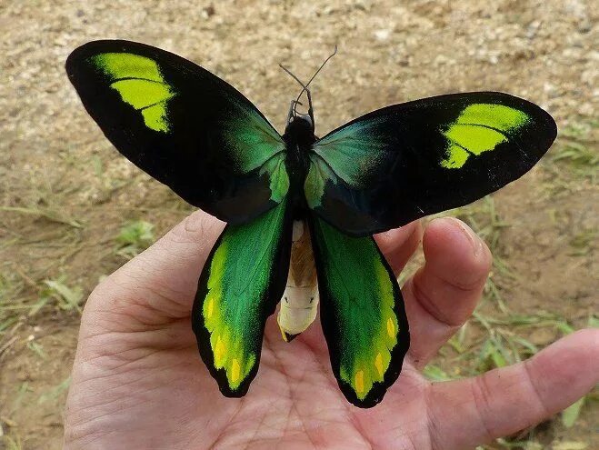 Птицекрылка королевы александры фото ミ ス テ リ-ハ ン タ- Beautiful butterflies, Beautiful bugs, Brown butterflies