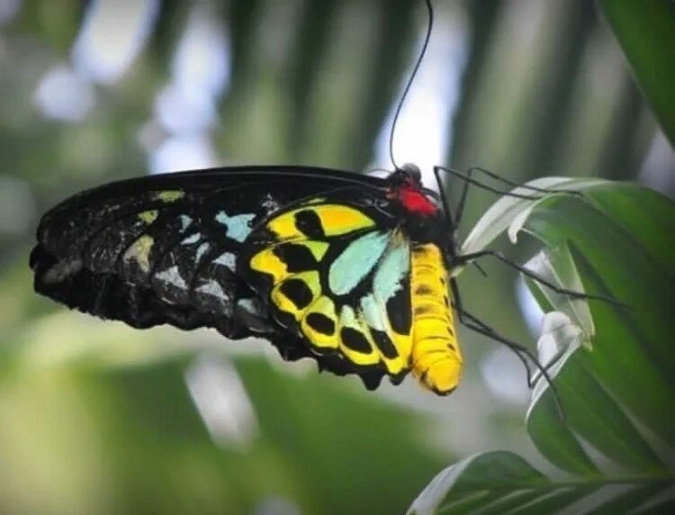 Птицекрылка королевы александры фото The world’s largest butterfly is the Queen Alexandra’s Birdwing. It has a wingsp