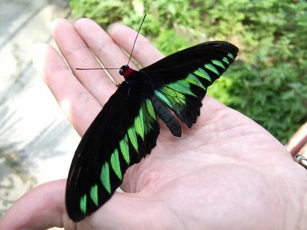 Птицекрылка королевы александры фото Queen Alexandra's Birdwing (Ornithoptera alexandrae) is the largest butterfly in