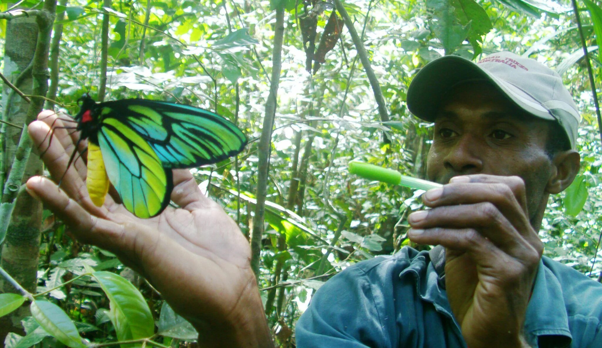 Птицекрылка королевы александры фото Image result for birdwing Largest butterfly, Butterfly, Butterfly species