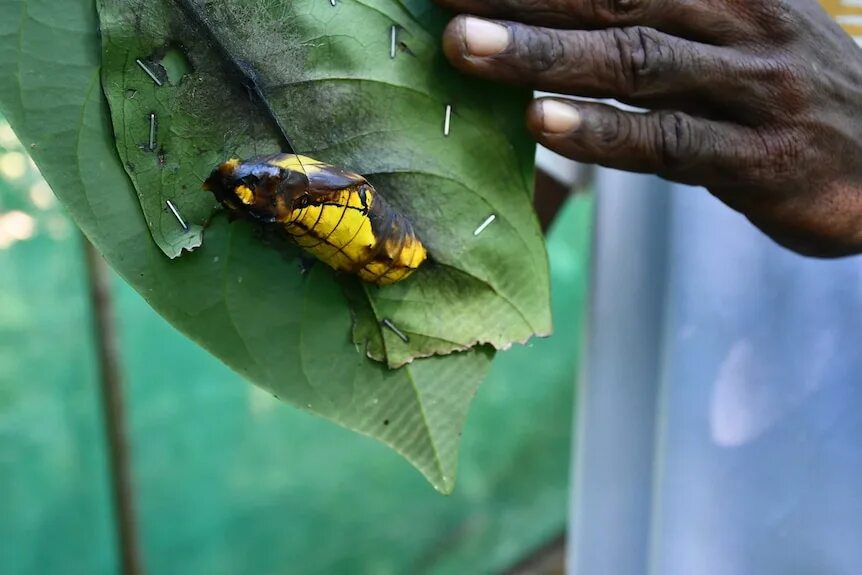 Птицекрылка королевы александры фото The biggest butterfly of all - ABC listen