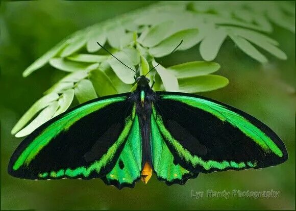 Птицекрылка королевы александры фото Pin de Kim Huggins em Butterflies