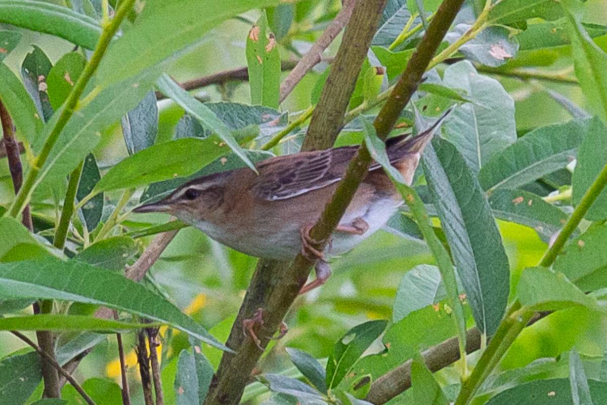 Птицы абхазии фото Pallas's Grasshopper Warbler (Locustella certhiola). Birds of Siberia.