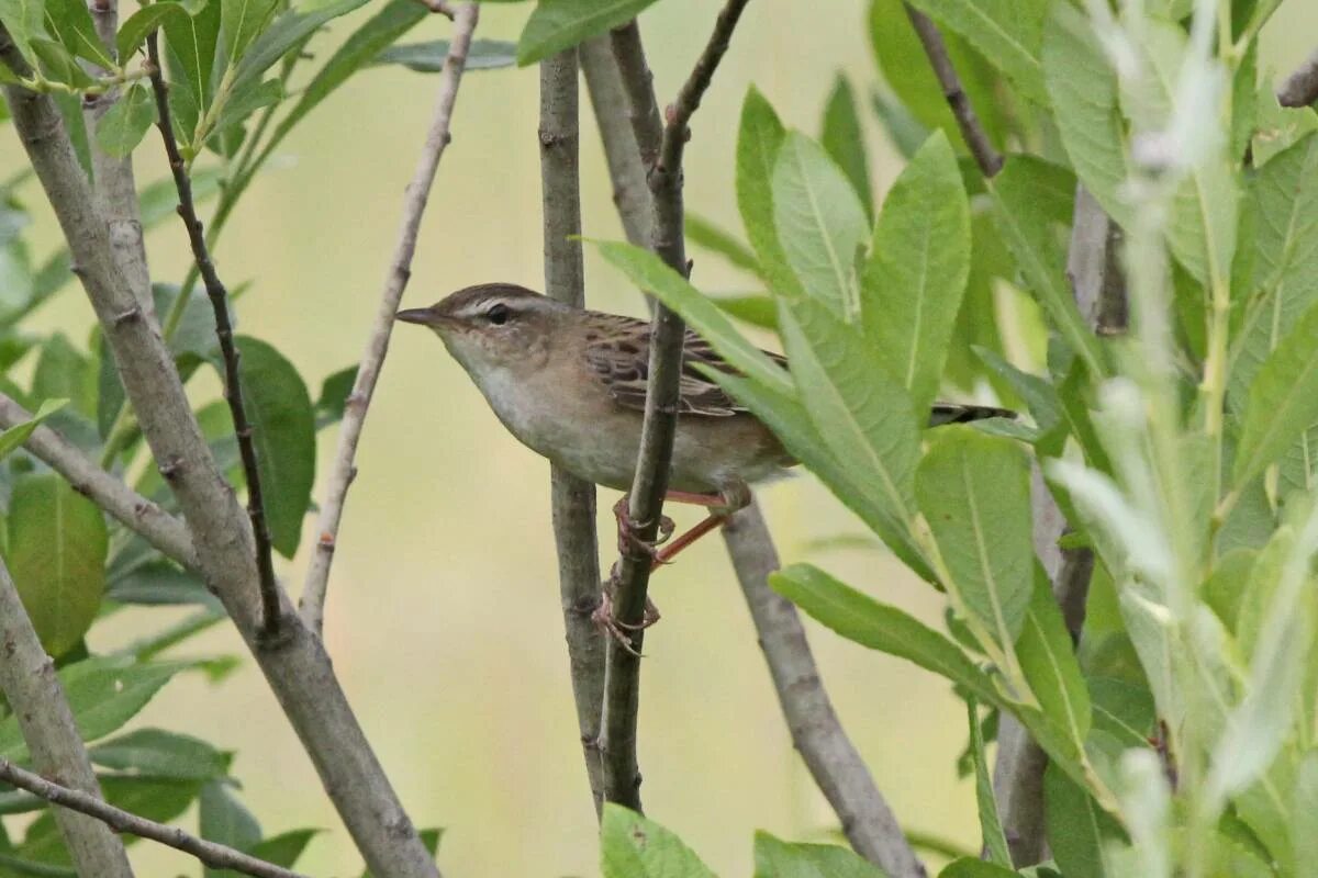 Птицы абхазии фото и названия Pallas's Grasshopper Warbler (Locustella certhiola). Birds of Siberia.