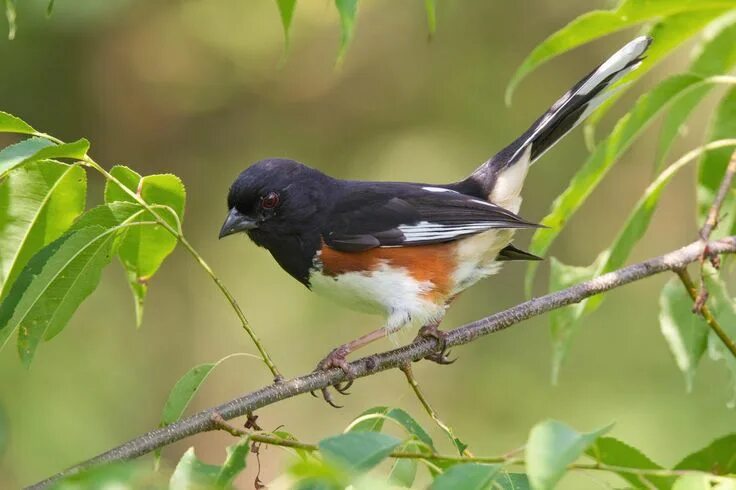 Птицы абхазии фото и названия Eastern Towhee Backyard birds watching, Backyard birds, Bird photo