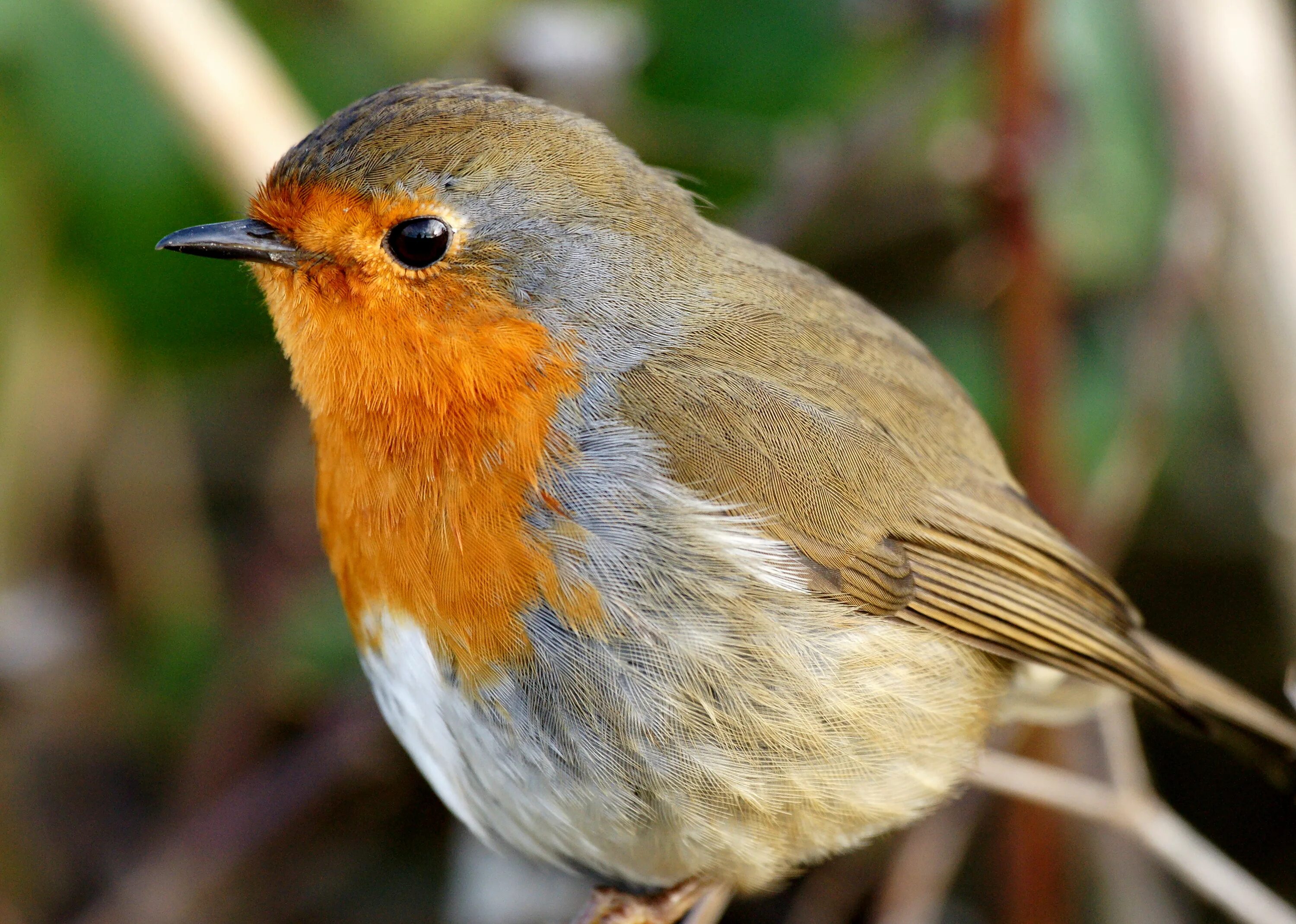 Птицы абхазии фото и названия Wallpaper : european robin, beak, fauna, old world flycatcher, wildlife, close u