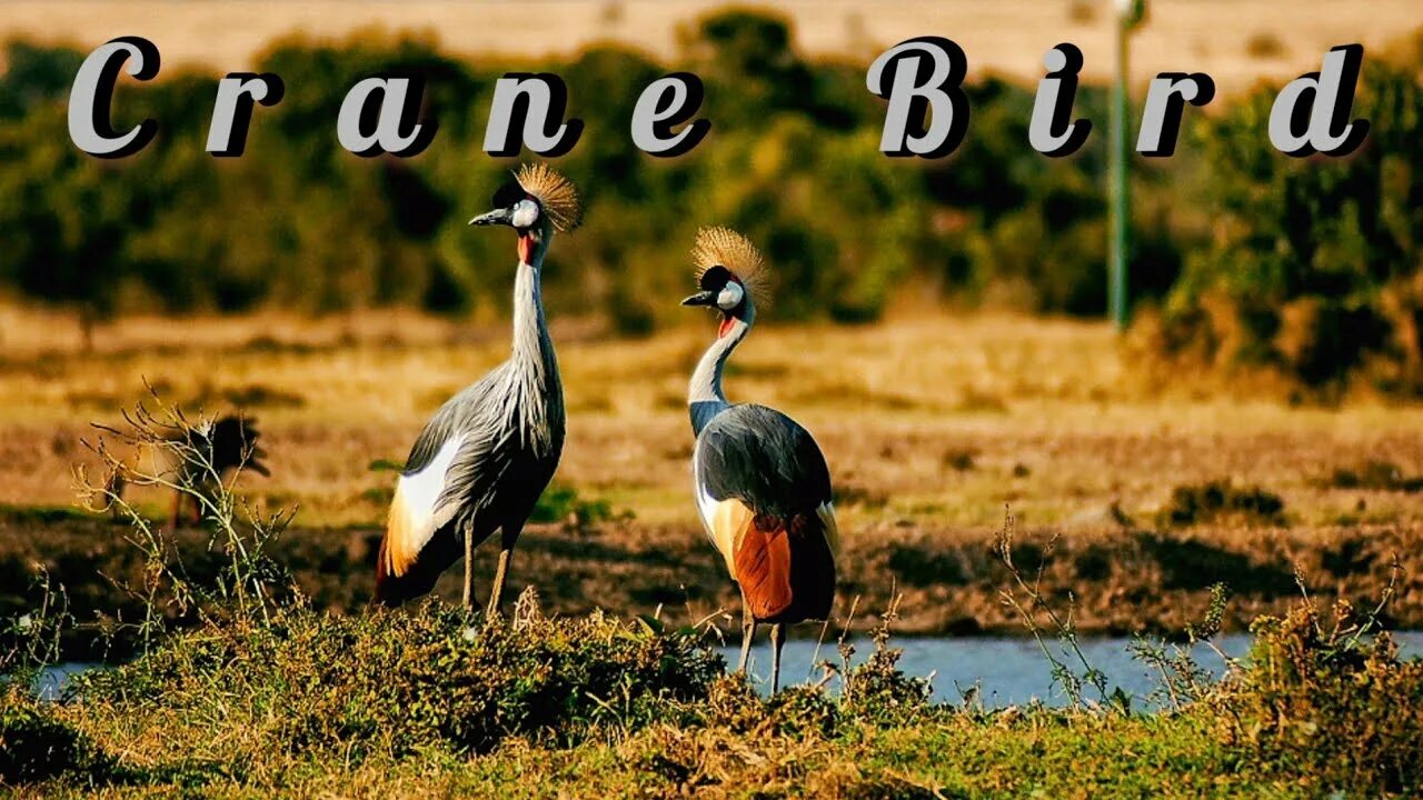 Птицы африки фото #Crane #Bird Crane Bird In The World Endangered Bird Common Crane - YouTube