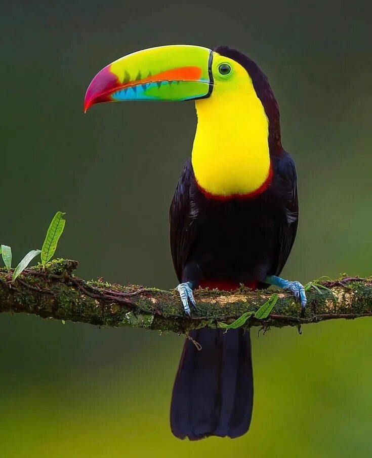 Птицы африки фото Pin by Mozhgan on animals Rainforest animals, Rainforest birds, Beautiful birds