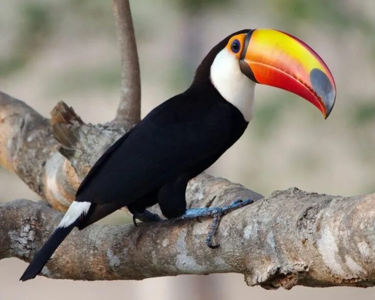 Птицы африки фото с названиями Портал о дикой природе Toco toucan, Exotic birds, Toucans