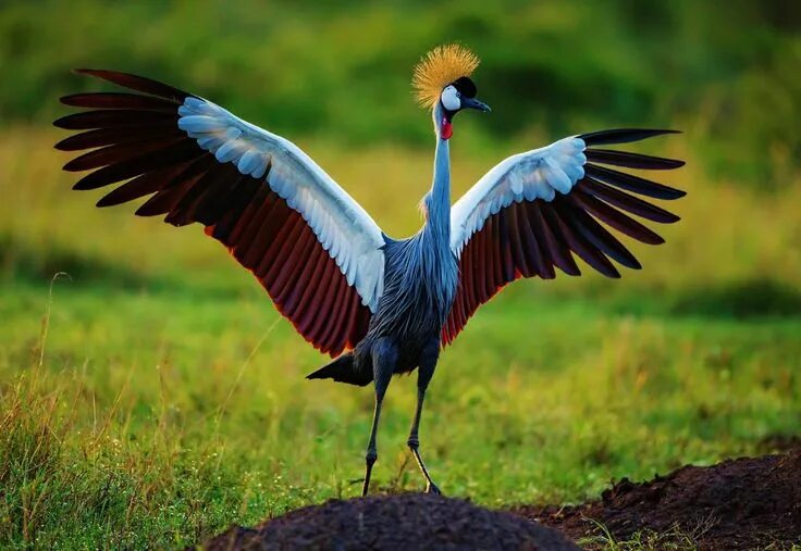 Птицы африки фото с названиями #Birds Grey crowned crane #Animal #Bird #Crane #Wildlife #Wings #1080P #wallpape