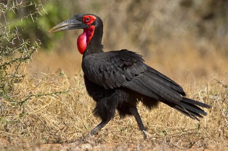 Птицы африки фото с названиями Southern Ground Hornbill - N. Namibia & Angola to N. South Africa, to Burundi & 