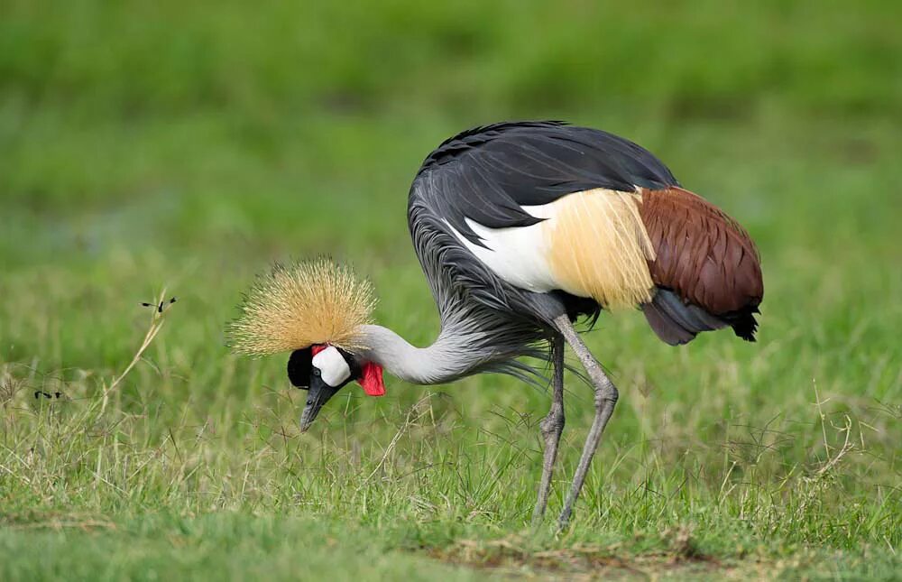 Птицы африки фото с названиями Birding Marsabit - Birds of Marsabit National Park