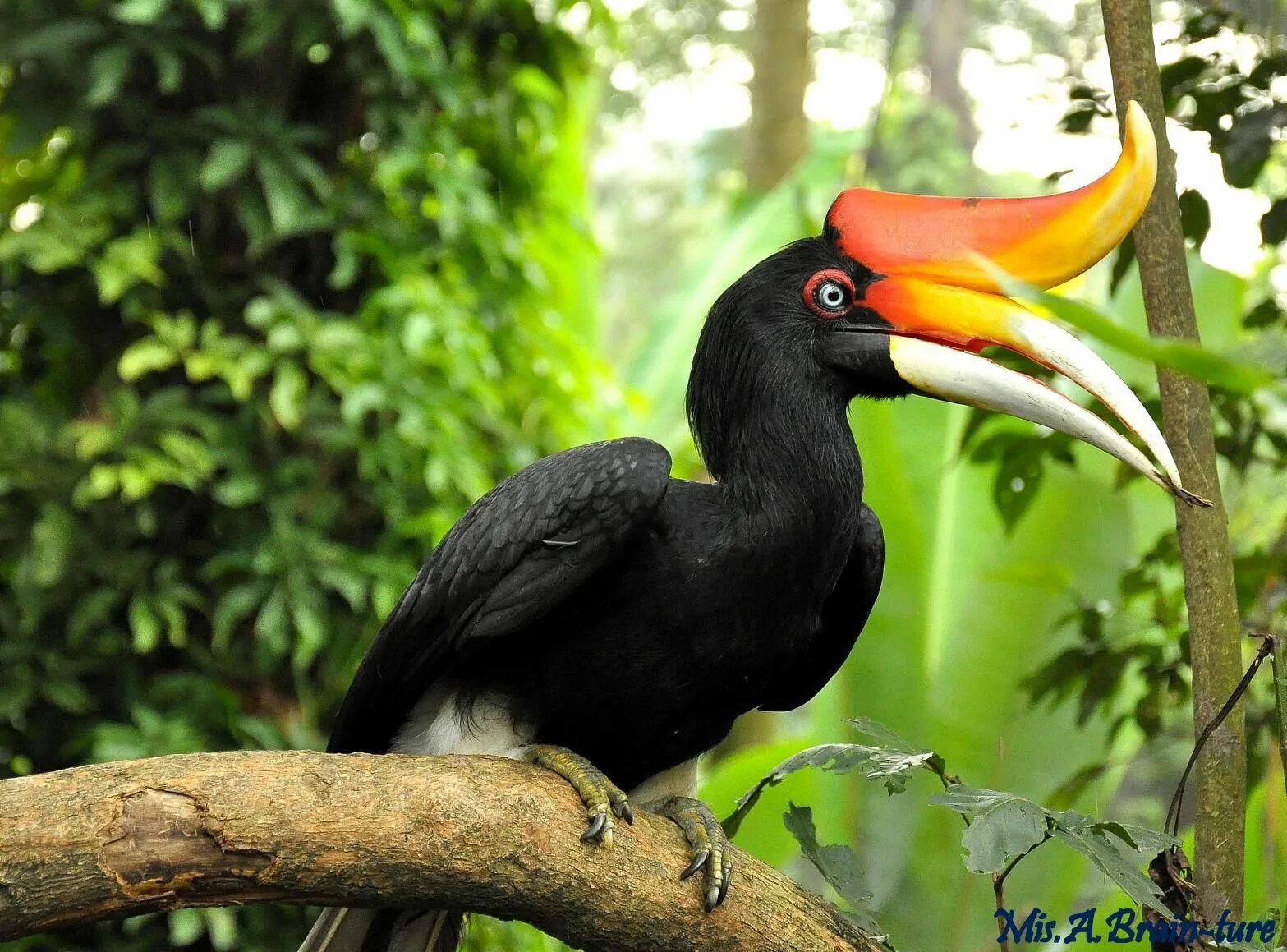 Птицы африки фото с названиями KL Bird Park @ 2nd Jan Bird, Birds, Exotic bird