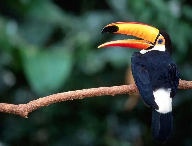 Птицы африки фото с названиями Toucan // Beautiful birds, Nature sounds, Most beautiful birds