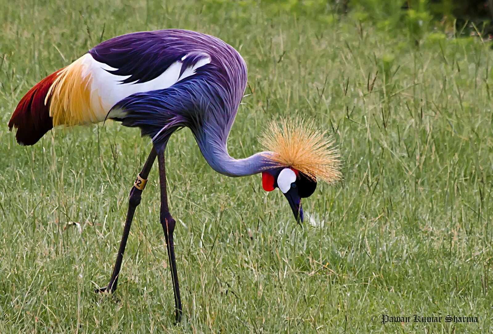 Птицы африки фото с названиями East African Grey-Crowned Crane Colorful birds, Beautiful birds, Colorful animal