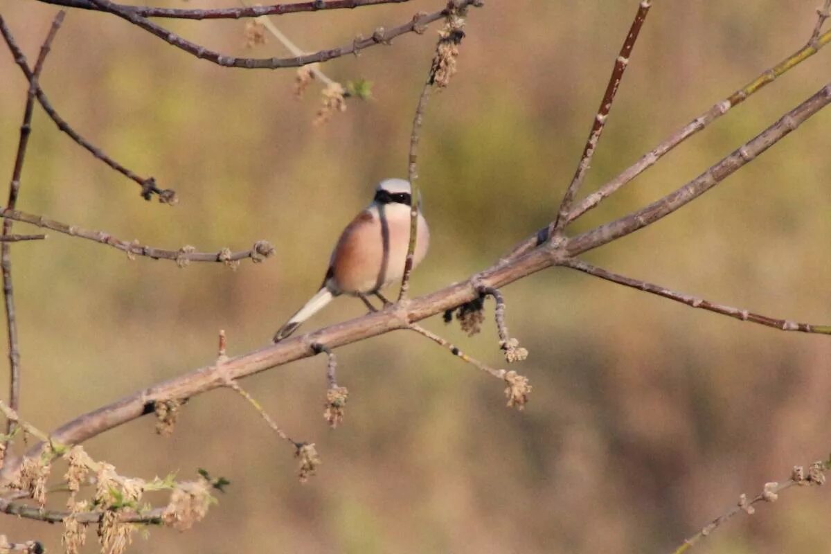 Птицы алтайского края фото Red-backed Shrike (Lanius collurio). Birds of Siberia.