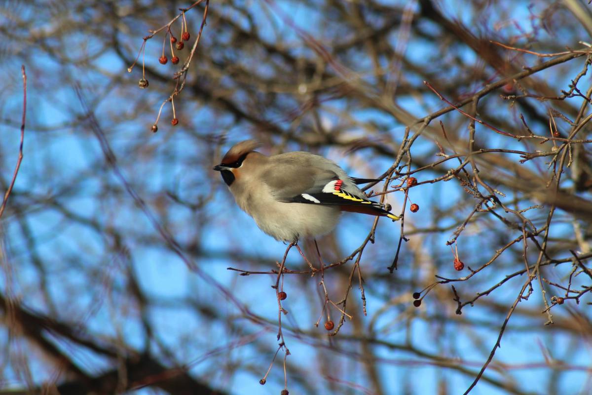 Птицы алтайского края фото Bohemian Waxwing (Bombycilla garrulus). Birds of Siberia.