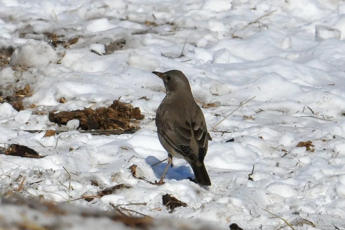 Птицы алтайского края фото Black-throated Thrush (Turdus atrogularis). Birds of Siberia.