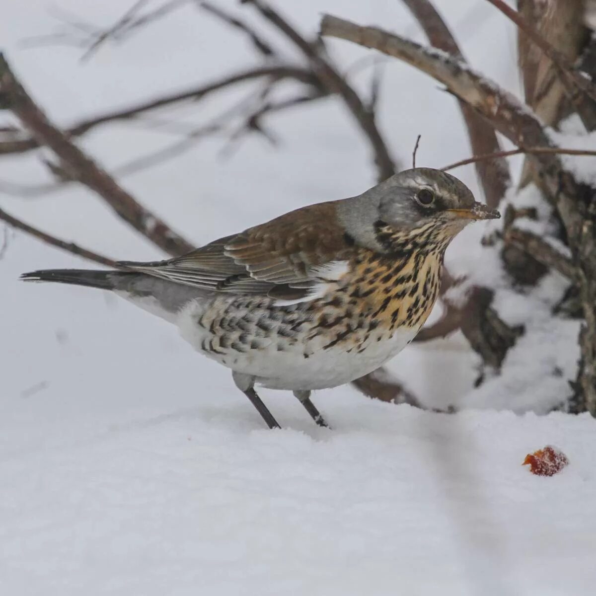 Птицы алтайского края фото Рябинник (Turdus pilaris). Птицы Сибири.