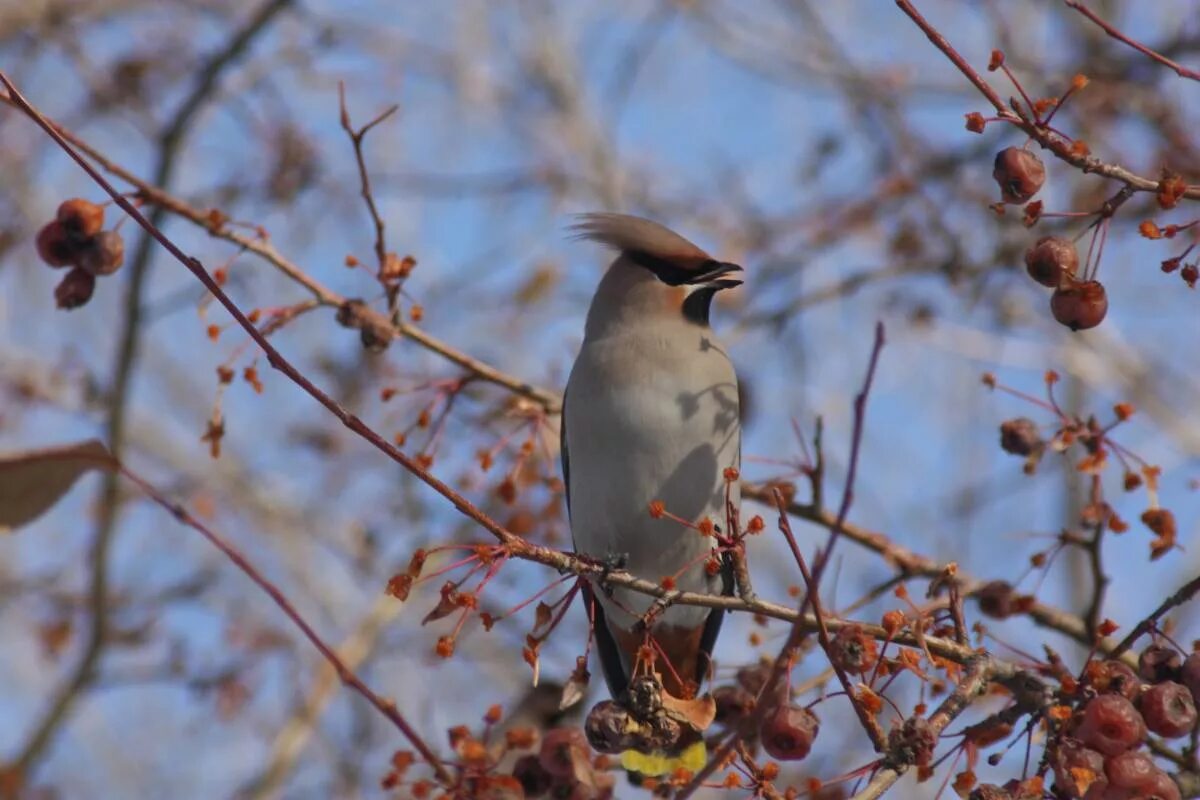 Птицы алтайского края фото Bohemian Waxwing (Bombycilla garrulus). Birds of Siberia.