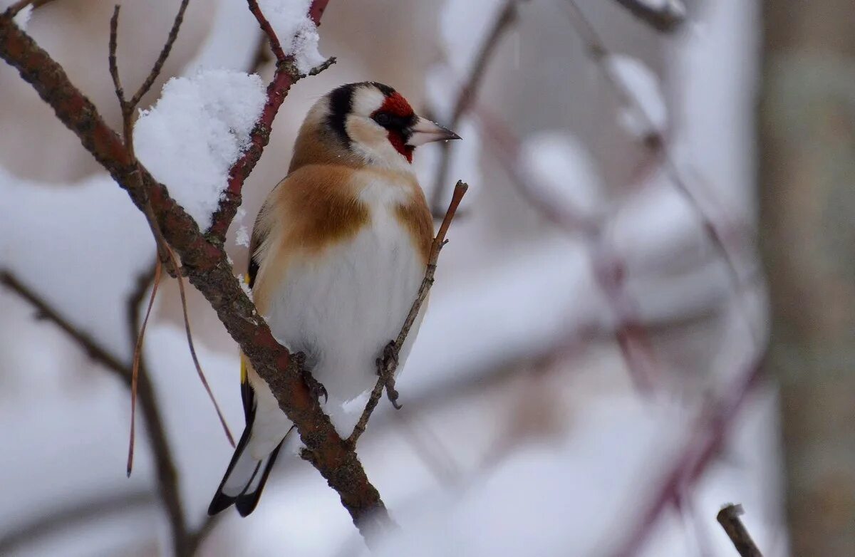 Птицы алтайского края фото Eurasian Goldfinch (Carduelis carduelis). Birds of Siberia.