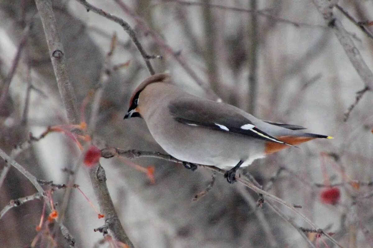 Птицы алтайского края фото Bohemian Waxwing (Bombycilla garrulus). Birds of Siberia.