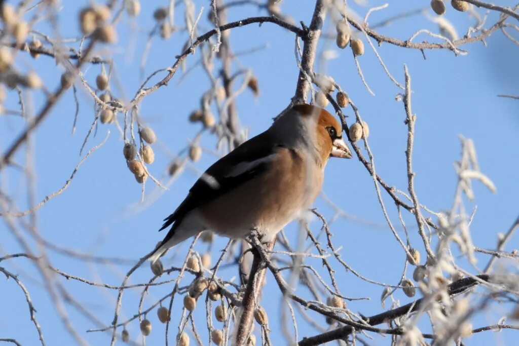 Птицы алтайского края фото Hawfinch (Coccothraustes coccothraustes). Birds of Siberia.