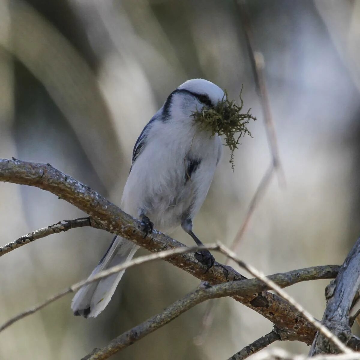 Птицы алтайского края фото Azure Tit (Parus cyanus). Birds of Siberia.