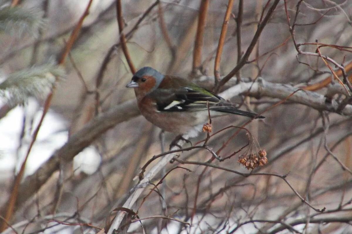 Птицы алтайского края фото Common Chaffinch (Fringilla coelebs). Birds of Siberia.