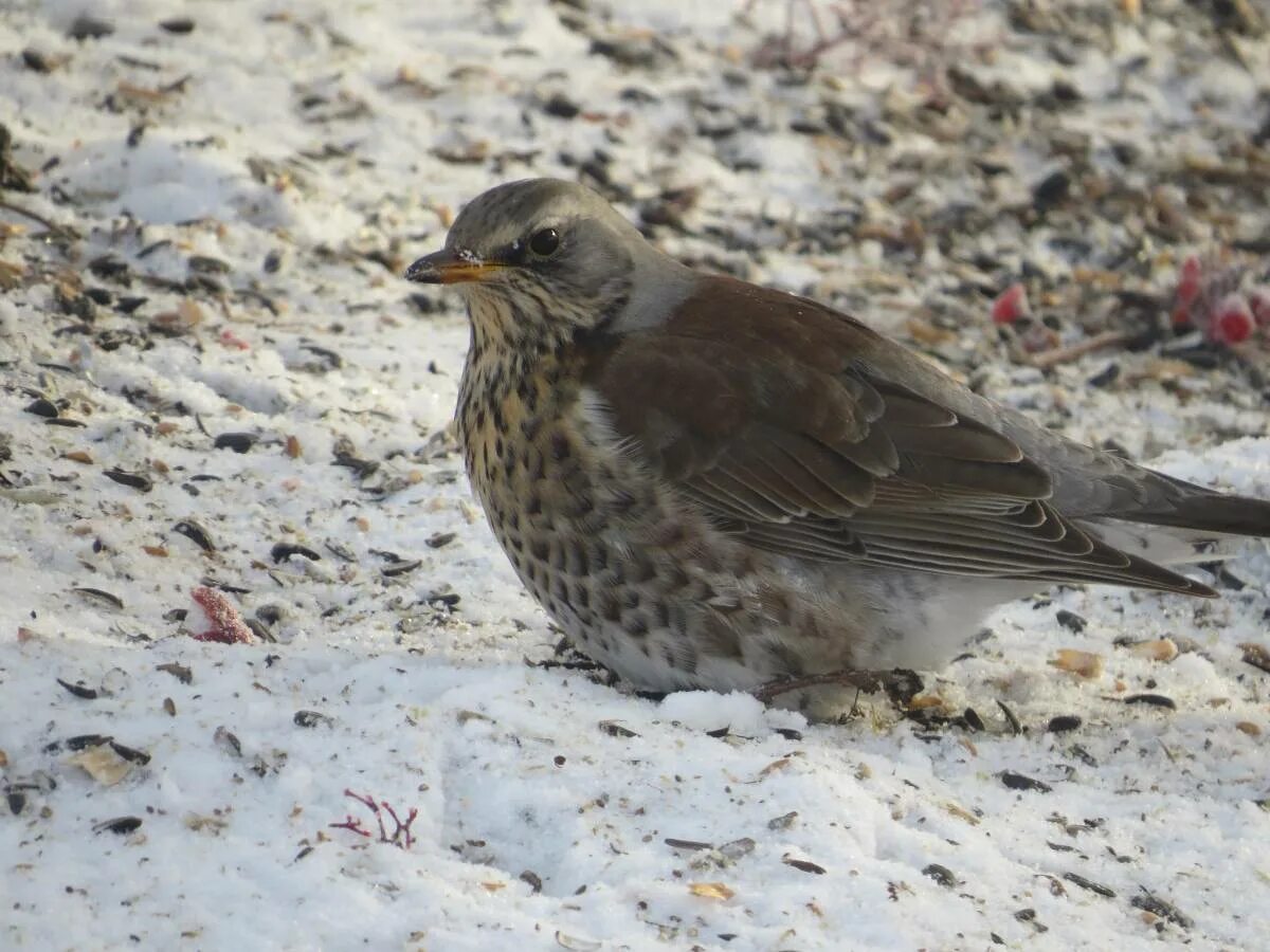 Птицы алтайского края фото Fieldfare (Turdus pilaris). Birds of Siberia.