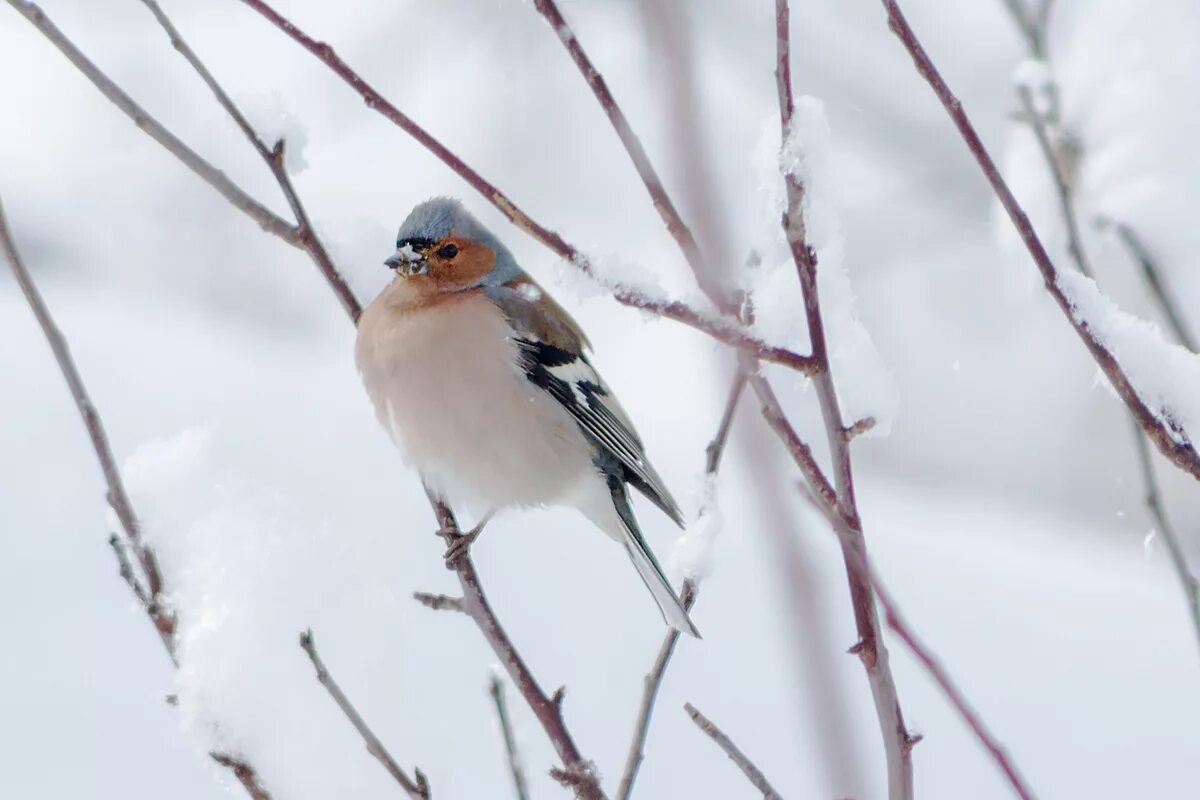 Птицы алтайского края фото и названия Common Chaffinch (Fringilla coelebs). Birds of Siberia.