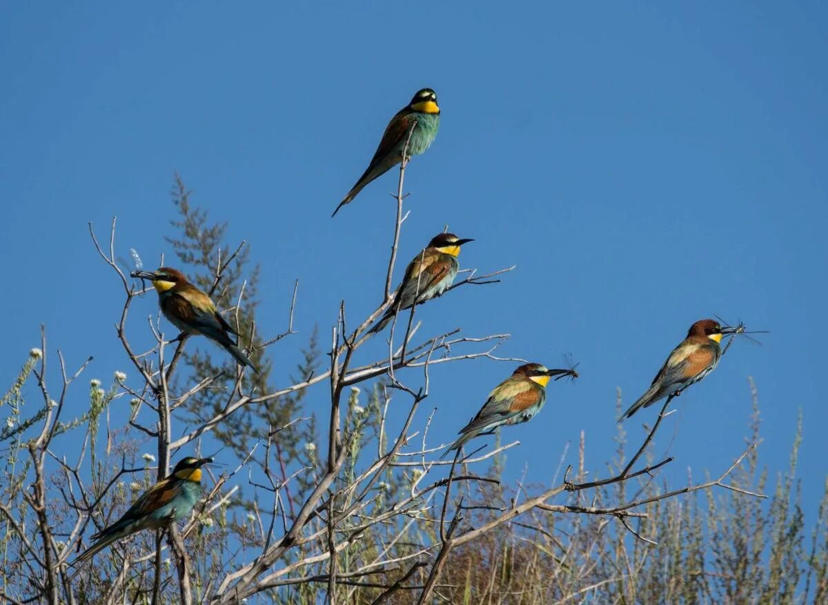 Птицы алтайского края фото и названия European Bee-eater (Merops apiaster). Birds of Siberia.