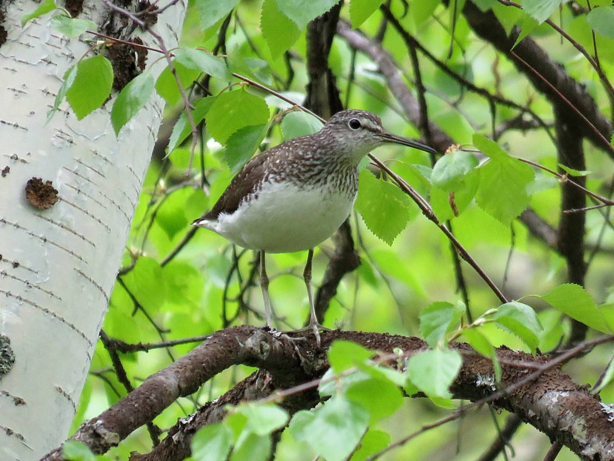 Птицы алтайского края фото и названия Green Sandpiper (Tringa ochropus). Birds of Siberia.