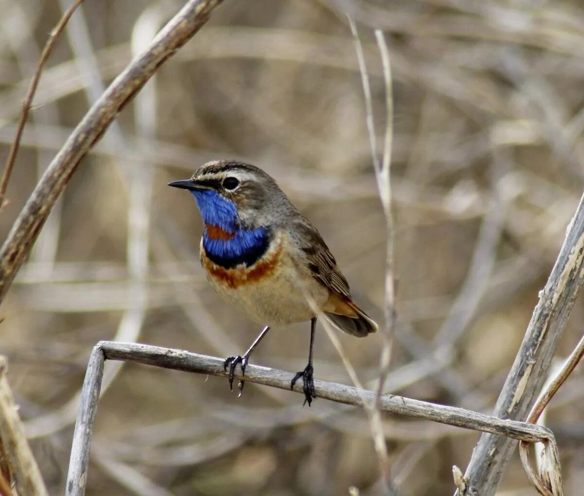 Птицы алтайского края фото и названия Bluethroat (Luscinia svecica). Birds of Siberia.