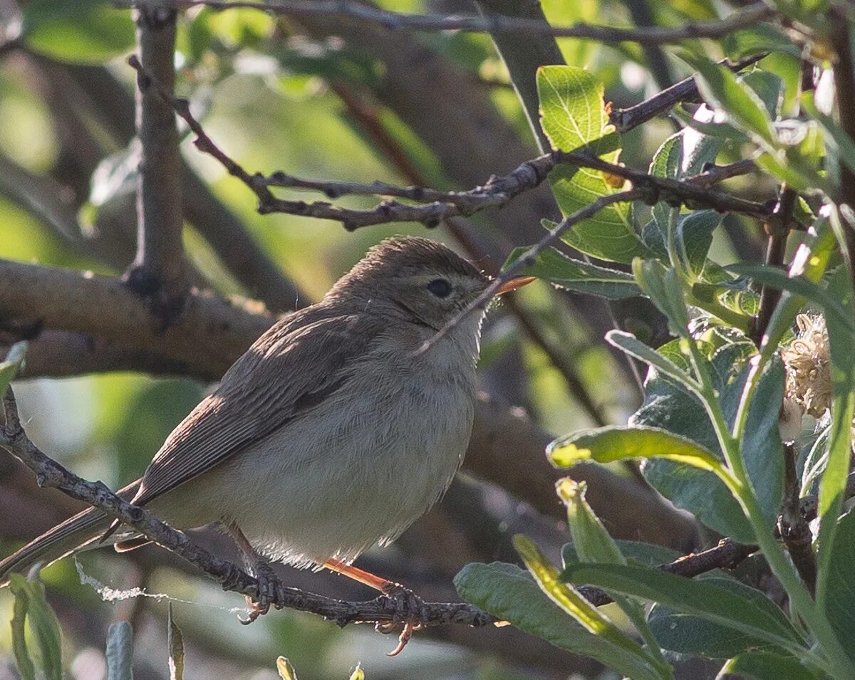 Птицы алтайского края фото и названия Booted Warbler (Hippolais caligata). Birds of Siberia.