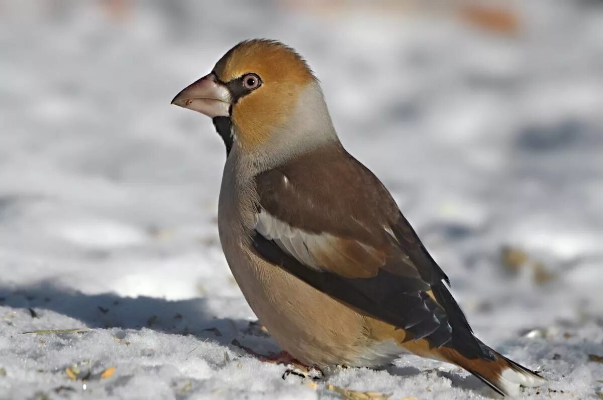 Птицы алтайского края фото и названия Hawfinch (Coccothraustes coccothraustes). Birds of Siberia.