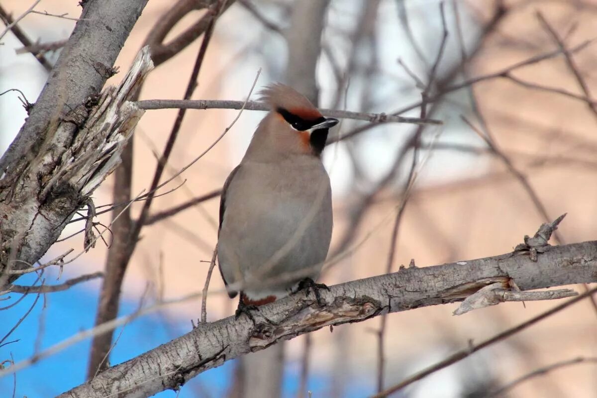 Птицы алтайского края фото и названия Bohemian Waxwing (Bombycilla garrulus). Birds of Siberia.