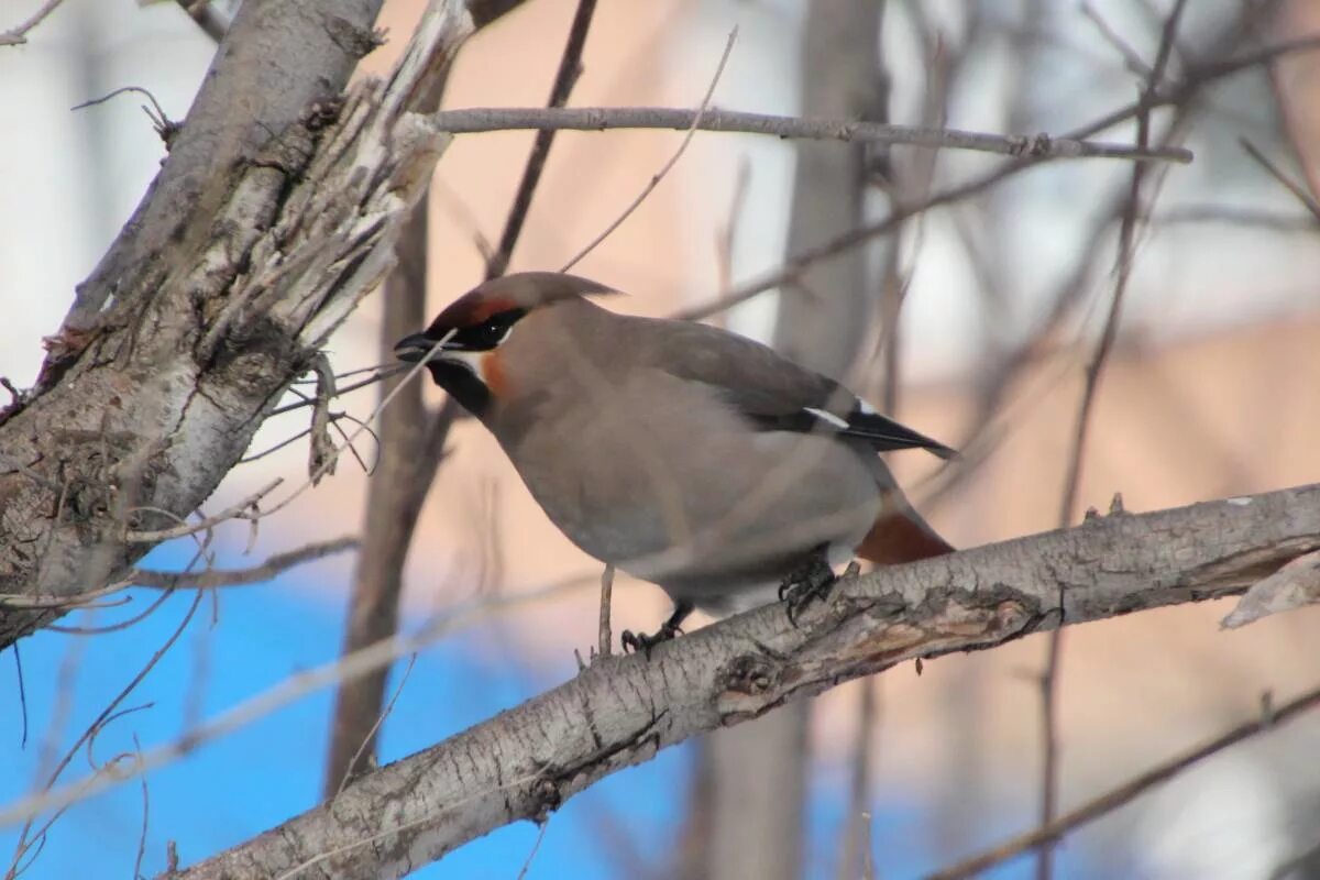 Птицы алтайского края фото и названия Bohemian Waxwing (Bombycilla garrulus). Birds of Siberia.