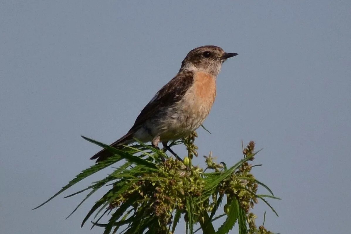 Птицы алтайского края фото и названия Siberian Stonechat (Saxicola torquata maurus). Birds of Siberia.