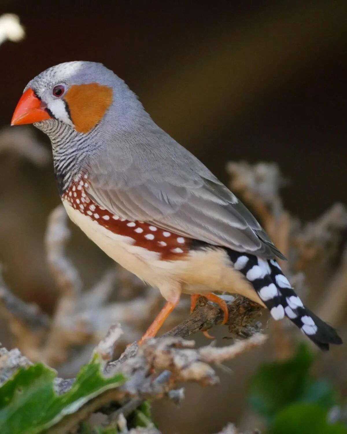 Птицы амадины фото Pinson zébré d'Australie. Zebra finch, Australia Finches bird, Beautiful birds, 