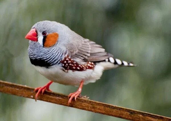 Птицы амадины фото Scientists Can Read a Bird’s Brain and Predict Its Next Song Zebra finch, Zebras