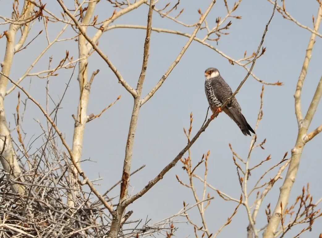 Птицы амурской области фото Амурский кобчик (Falco amurensis). Птицы Сибири.