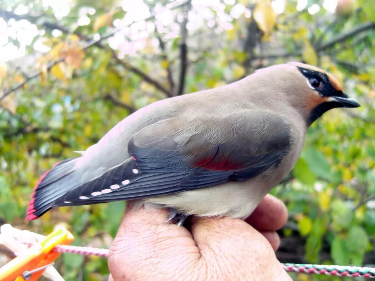 Птицы амурской области фото и название Амурский свиристель (Bombycilla japonica). Птицы Сибири.