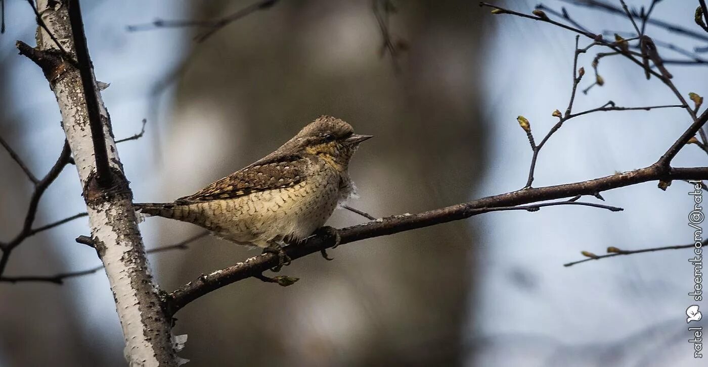 Птицы архангельской области фото Ratel's photos #269 Forest Birds-211 - Steemit