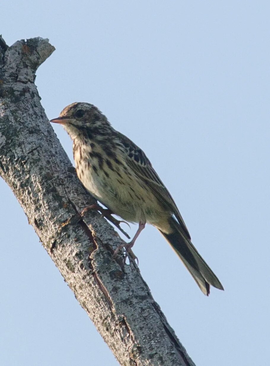 Птицы архангельской области фото Tree Pipit (Anthus trivialis). Birds of Siberia.