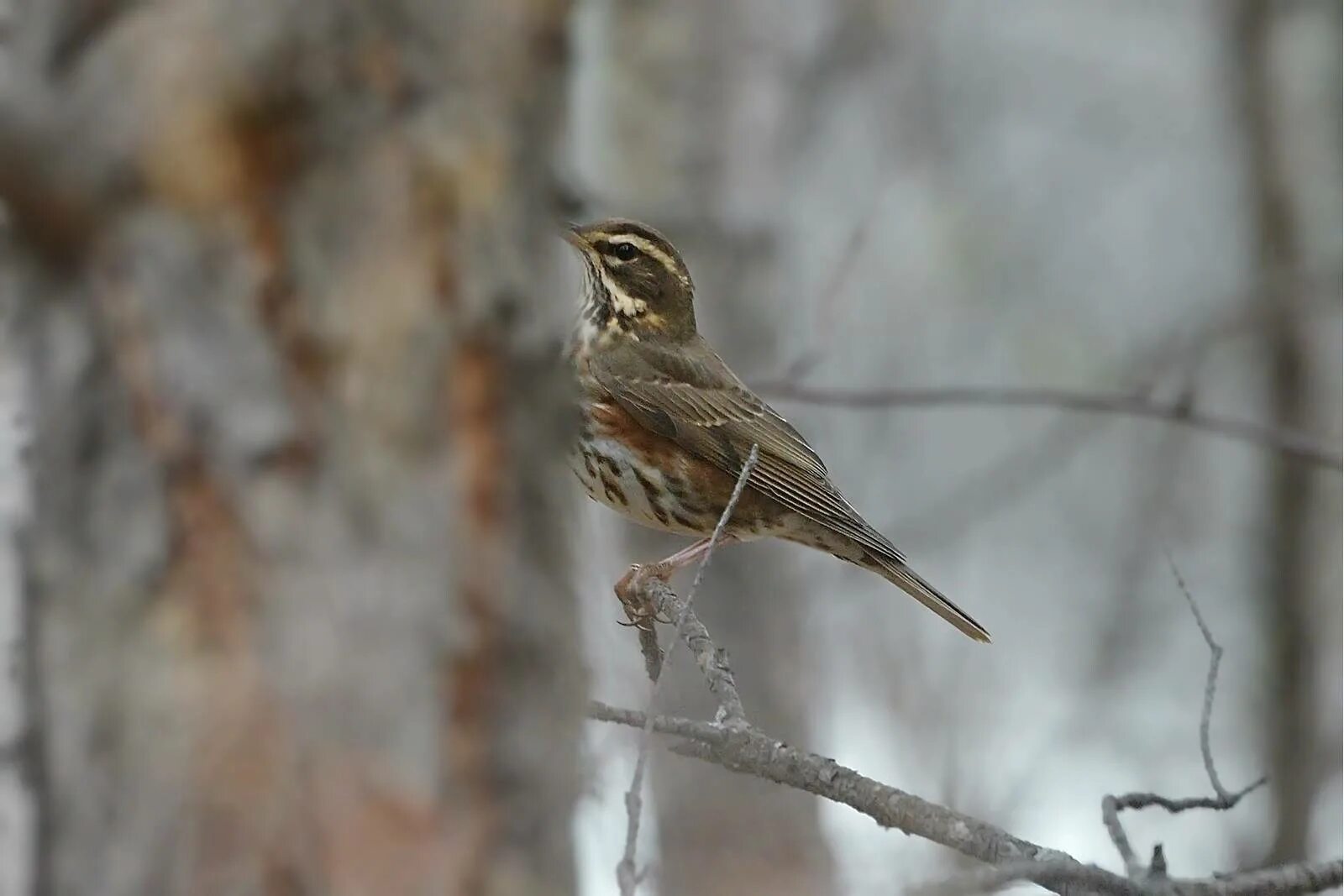 Птицы архангельской области фото Redwing (Turdus iliacus). Birds of Siberia.