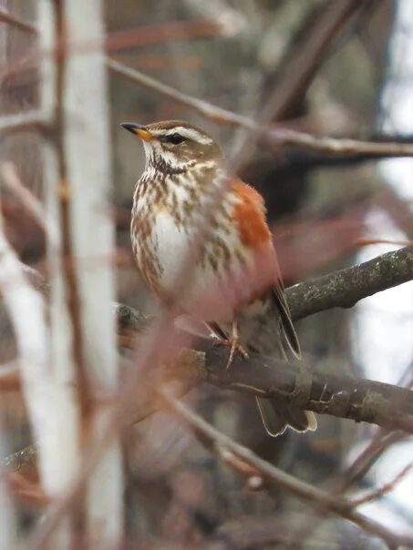 Птицы архангельской области фото Белобро́вик (Turdus iliacus Linnaeus, дрозд-белобро́вик, дрозд-оре́ховник) , Тюмень